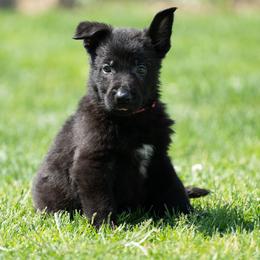 German Shepherd Puppies from Von Gonta Haus German Shepherds