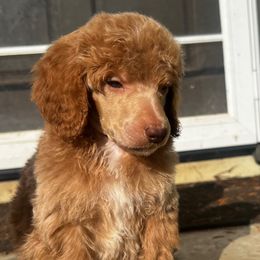 Simon - Apricot male Poodle puppy in Wolf Creek, Oregon from Dejah Bleu Kennels