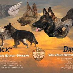 German Shepherd puppies from Vom Haus Denfors K9 - Working German Shepherds