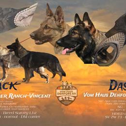 German Shepherd puppies from Vom Haus Denfors K9 - Working German Shepherds