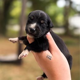 Shadow - Black & white male Australian Shepherd puppy in Orlando, Florida from Skaky Shepherds