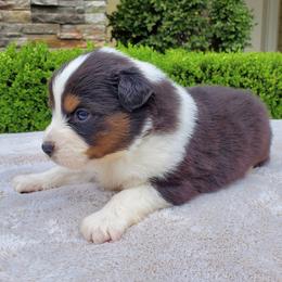 Bennett - Black tri-color male Australian Shepherd puppy in Olympia, Washington from Echelon Australian Shepherds