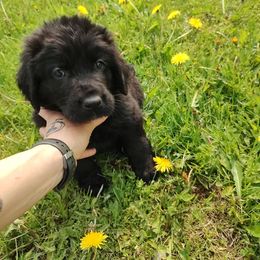 AKC Green - Black female Newfoundland puppy in Caribou, Maine from Starfire Newfoundlands