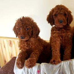 Cavapoos, Goldendoodles, and Poodles from Rosie Doodle Dandies