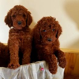 Cavapoos, Goldendoodles, and Poodles from Rosie Doodle Dandies