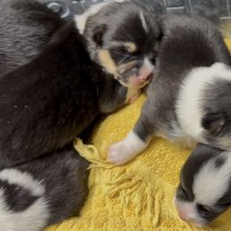 AKC Yellow Duck - Black and tan female Pembroke Welsh Corgi puppy in Summerfield, Florida from Promise Land Farm