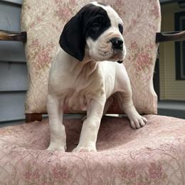 Rhapsody - Mantle female Great Dane puppy in Cadillac, Michigan from Garrow Danes House of Blues