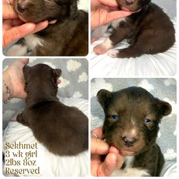 Seedling - Red and white female Siberian Husky puppy in Florence, Kentucky from Moonlight Howl Huskies
