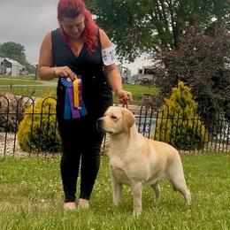 Labrador Retriever Puppies from Flashylabs AKC GRAND CHAMPION SIRED