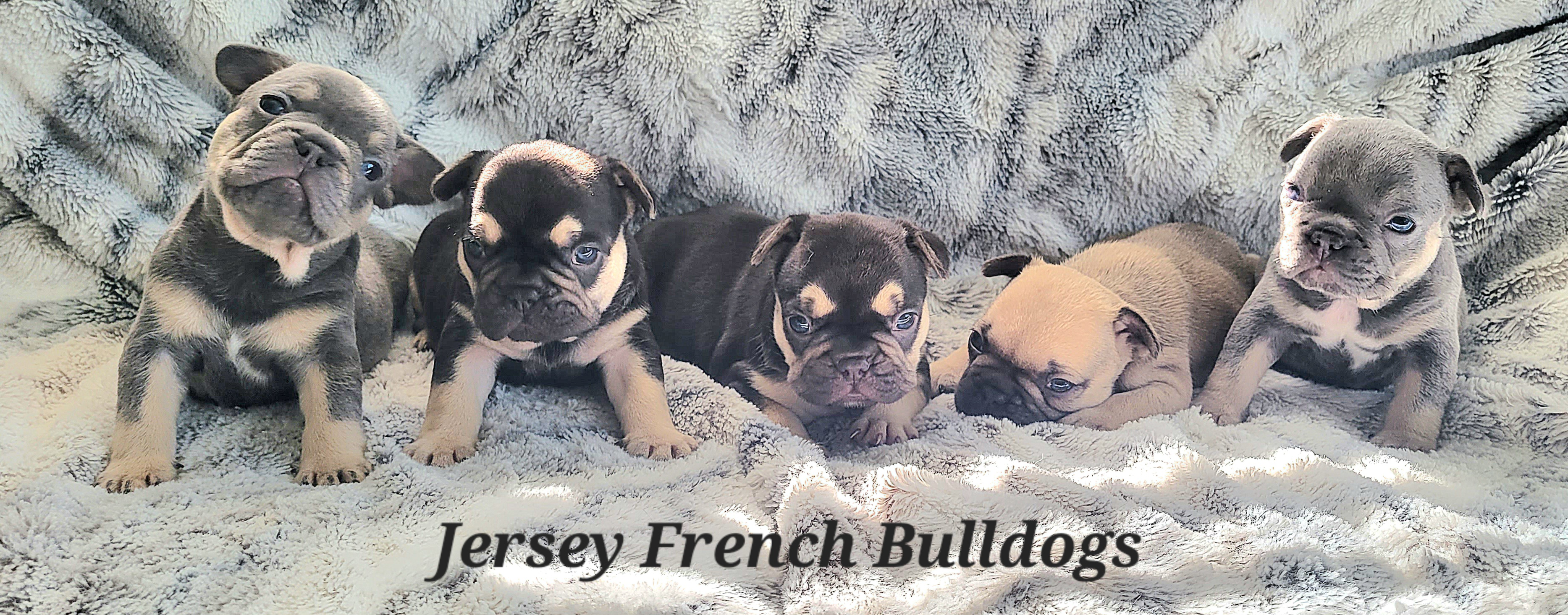 French Bulldog Puppies from Jersey French Bulldogs