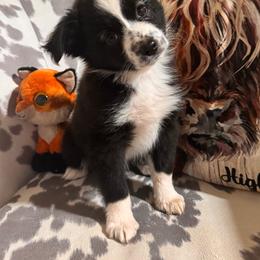 Roxy - Black & white female Australian Shepherd puppy in Hogansville, Georgia from Blue Creek Farm