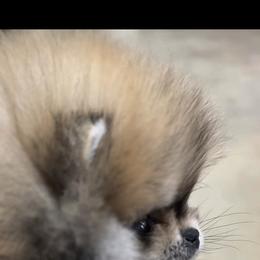 Pomeranian Puppies from Teacup Pomeranians with Teddy bear looks
