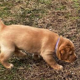 Ginger - Yellow female Labrador Retriever puppy in Princess Anne, Maryland from Little Farm