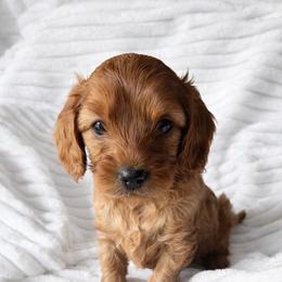 Cavapoo puppies from West Cobb Dogs