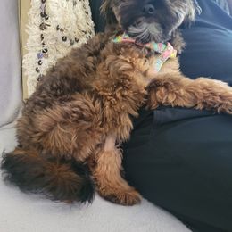 Maltipoo and Poodle All Grown Up from Poodles Are Mixy
