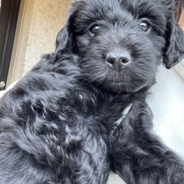 Aussiedoodle and Miniature Australian Shepherd Puppies from Dazy Mayze Mini Aussies and Aussiedoodles