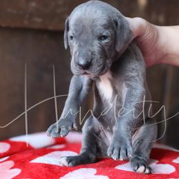 Denim - Blue male Great Dane puppy in Denison, Texas from Hundeity Great Danes
