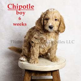 Chipotle (red collar) boy - Red  male Goldendoodle puppy in Corona, California from Fluffy Puppy Mini Doodles LLC