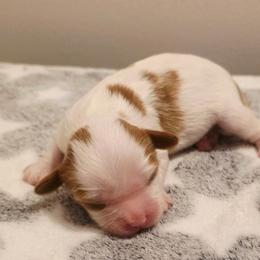 Dale - Blenheim male Cavalier King Charles Spaniel puppy in Pennsylvania from Julie's Cavalier King Charles Spaniels