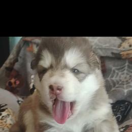 HEX,  red collar - Red and white female Alaskan Malamute puppy in Grayson County, Virginia from River Bend Malamutes