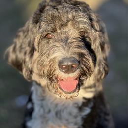 Nakoma - Bernedoodle
