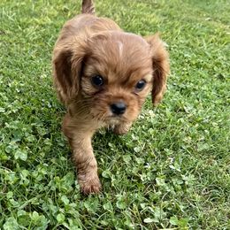 Cavalier King Charles Spaniel Puppies from Reynolds Farms Cavaliers