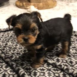 Yorkshire Terrier Puppies from Mullet Yorkies