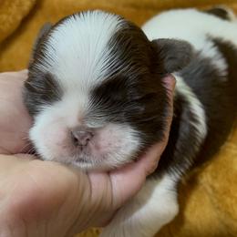 Great Pyrenees and Shih Tzu Puppies from Ashville Shih Tzu Chalet