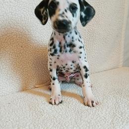 Dalmatian and Poodle Puppies from Cotton Top