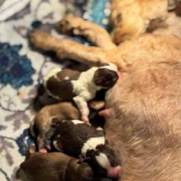 Miniature Schnauzer puppies from Crazy 'Bout Schnauzers