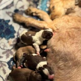 Miniature Schnauzer puppies from Crazy 'Bout Schnauzers