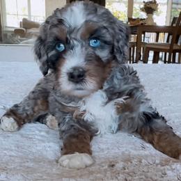 Revere - Blue merle male Bernedoodle puppy in Grants Pass, Oregon from Royal Empire Bernedoodles