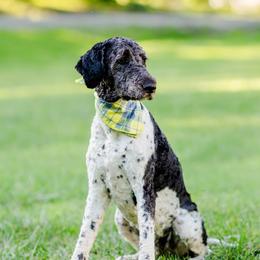 Tux - Goldendoodle