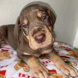 Snoopy - Chocolate male Great Dane puppy in Spartanburg, South Carolina from Pawlmetto Danes