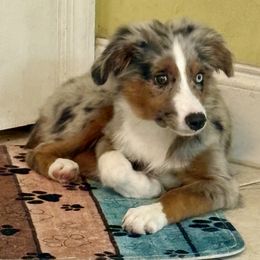 Jasper - Blue merle male Miniature Australian Shepherd puppy in Port Saint Lucie, Florida from Charlene Brannon's Mini Australian Shepherds