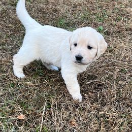 Daisy - Light golden female Golden Retriever puppy in Pittsgrove, New Jersey from Journeyman Goldens