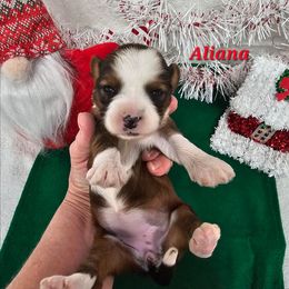 Aliana - Sable and white female Tibetan Terrier puppy in Dorena, Oregon from Angel Tibetans Of Oregon