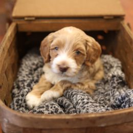 Australian Labradoodle Puppies from Majestic Labradoodles