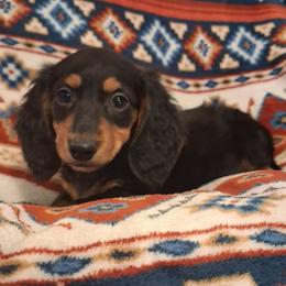 Copper - Black and tan male Dachshund puppy in Branford, Florida from Mbjs Doxies and chihuahuas
