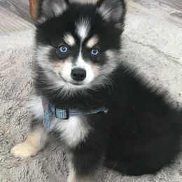 Pomsky Puppies from River Enz Pomskies