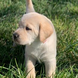 Oatmeal - Yellow male Labrador Retriever puppy in Winnemucca, Nevada from Oakley's Mountain View Kennel