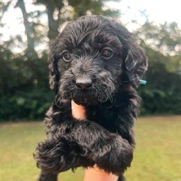 Blue Collar - Black male Goldendoodle puppy in Richmond, Kentucky from The Doting Doodle