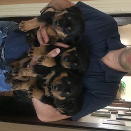 Rottweiler Puppies from Von Witkamp Rottweilers