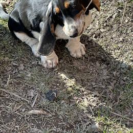 Basset Hound Puppies from Hill Top Basset Hounds & Great Pyrenees