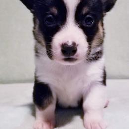 American Corgi and Pembroke Welsh Corgi Puppies from Whimsical Treasure Corgis