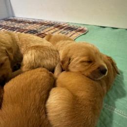 Female 2 - Golden female Golden Retriever puppy in Salisbury, North Carolina from Piedmont Golden Retrievers