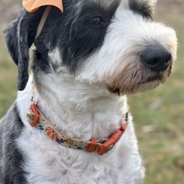 Bonnie - Bernedoodle