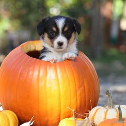 Fable - Black and tan female American Corgi puppy in Plains, Montana from Diamond Corgis