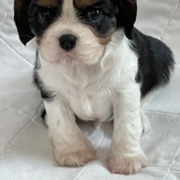 Cavalier King Charles Spaniel Puppies from Tanglewood Cavaliers