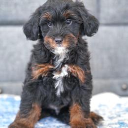 Kohl's - Tri-color male Bernedoodle puppy in Dundee, Ohio from Down Home Doodle